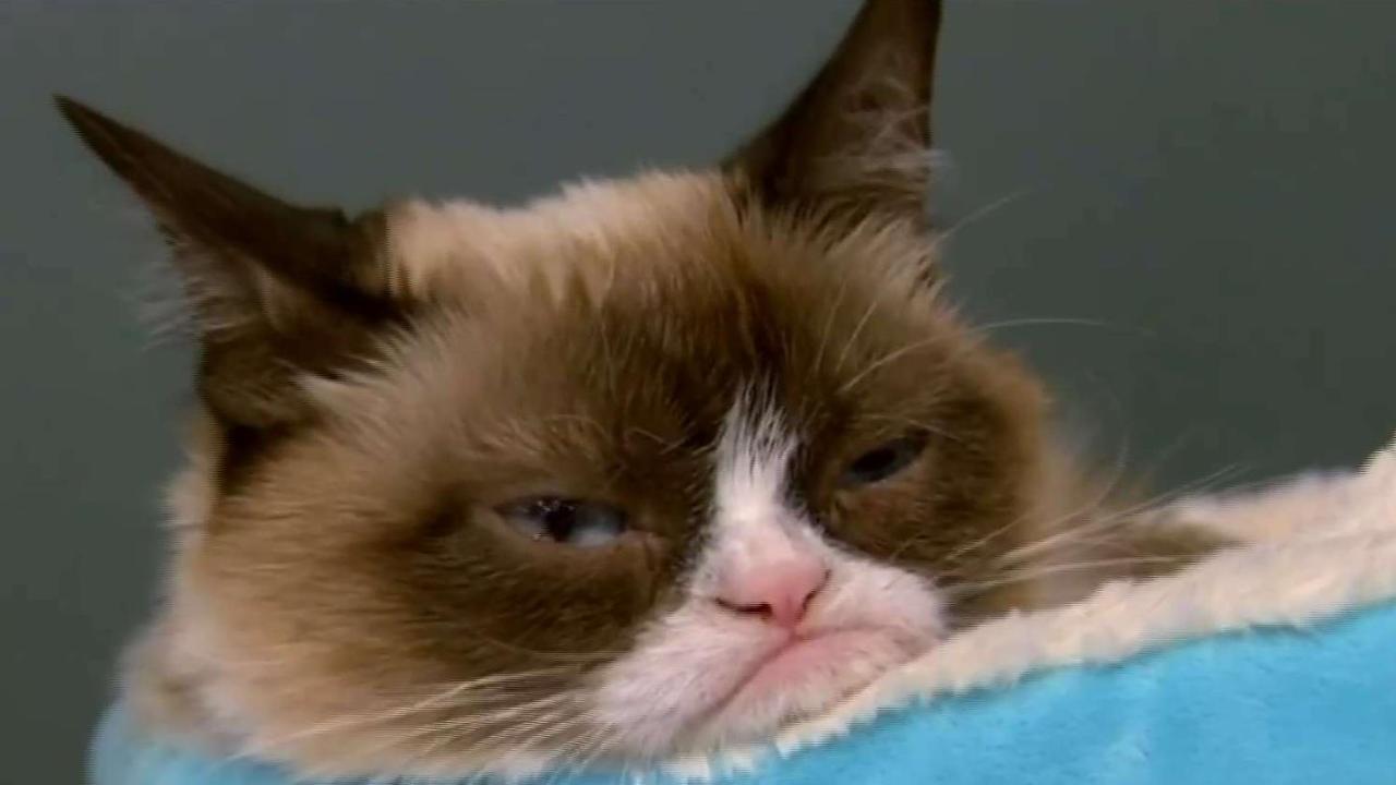 Grumpy Cat 1