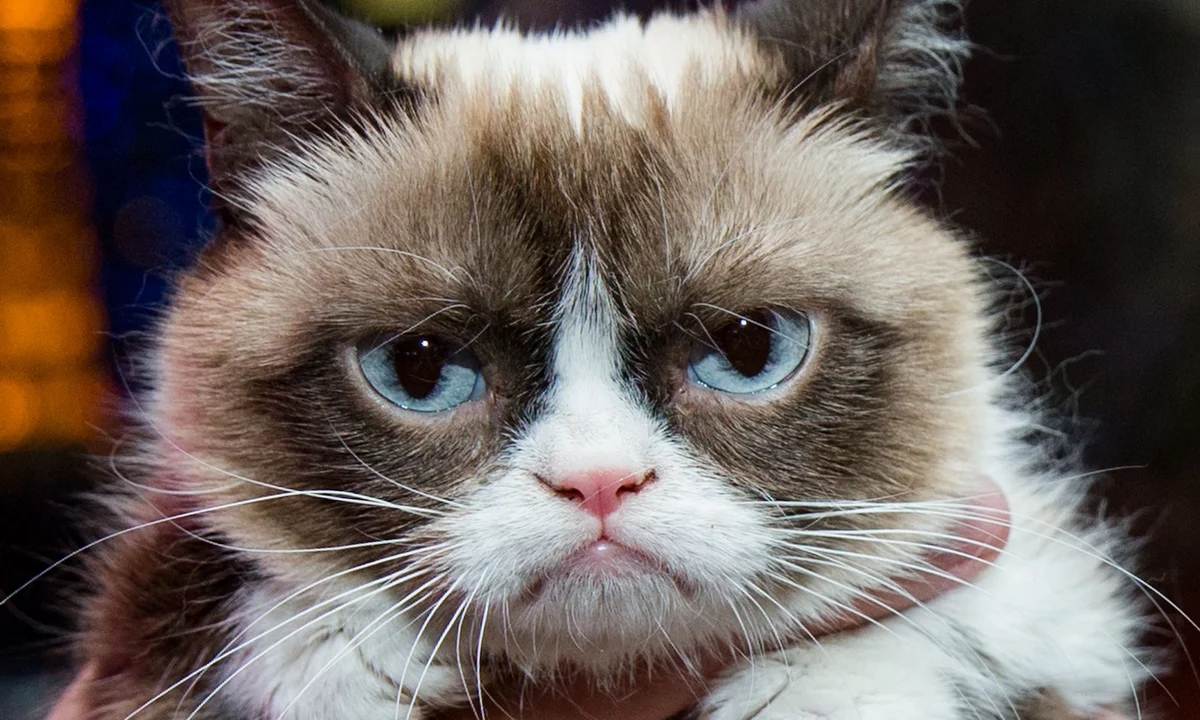 Grumpy Cat 2