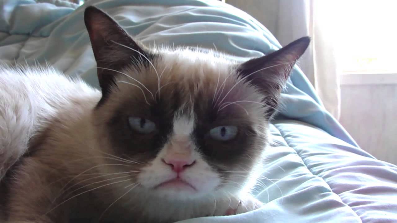 Grumpy Cat 3