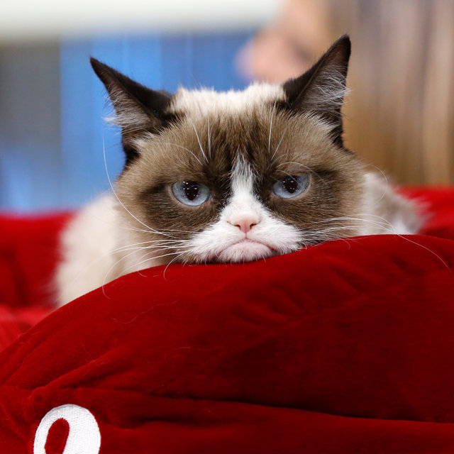 Grumpy Cat 4